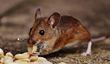 24 Hour & Emergency Exterminators in Pontiac, MI